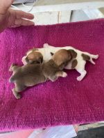 Chiweenie Puppies for sale in Benson, NC 27504, USA. price: $600