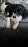 Chiweenie Puppies for sale in Hot Springs, Arkansas. price: $200