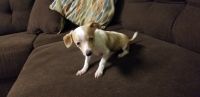 Chiweenie Puppies for sale in Pigeon Forge, Tennessee. price: $350
