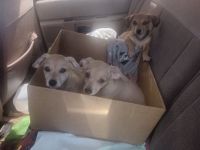Chiweenie Puppies for sale in Rockland, Idaho. price: $300