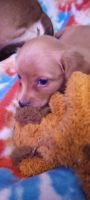 Chiweenie Puppies for sale in South Milwaukee, Wisconsin. price: $400