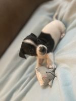 Chiweenie Puppies for sale in Bellingham, WA, USA. price: $500