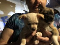 Chiweenie Puppies for sale in San Fernando, CA 91340, USA. price: NA