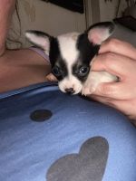 Chiweenie Puppies for sale in Greenville, SC 29609, USA. price: $500