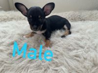 Chiweenie Puppies for sale in Las Vegas, NV, USA. price: $300