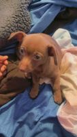 Chiweenie Puppies for sale in Chelsea, MA 02150, USA. price: $500
