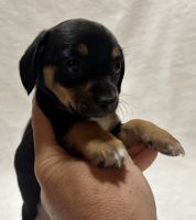 Chiweenie Puppies for sale in Elberfeld, IN 47613, USA. price: $350