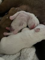 Chiweenie Puppies for sale in Clarksville, TN, USA. price: $700