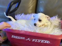 Adorable Chiweenie puppies