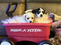 Chiweenie Puppies for sale in Seattle, WA, USA. price: $450