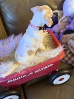 Adorable Chiweenie puppies