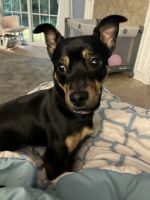 Chiweenie Puppies for sale in Boiling Springs, SC 29316, USA. price: $400