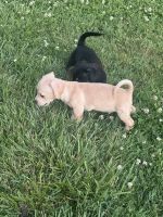 Chiweenie Puppies for sale in Lima, OH, USA. price: $200