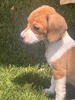Chiweenie Puppies for sale in Colorado Springs, CO, USA. price: $350