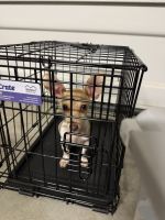 Chiweenie Puppies for sale in Menifee, CA, USA. price: $400