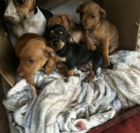 Chiweenie need love too