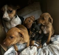 Chiweenie need love too