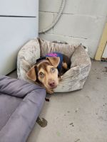 Chiweenie Puppies for sale in Tavares, FL, USA. price: $550