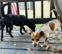 Chiweenie Puppies for sale in Westfield, IN, USA. price: $250