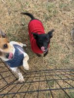 Chiweenie Puppies for sale in Westfield, IN, USA. price: $250