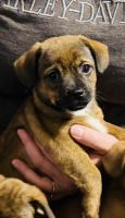 Chiweenie Puppies for sale in Bremond, TX 76629, USA. price: $120