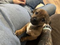 Fuzzy little Wolfie bear