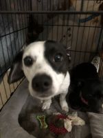 Chiweenie pup for sale