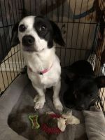 Chiweenie pup for sale