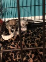 Chihwinnie puppys 6 weeks old mom and dad on site 300 each