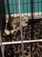 Chihwinnie puppys 6 weeks old mom and dad on site 300 each