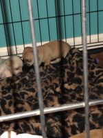 Chihwinnie puppys 6 weeks old mom and dad on site 300 each
