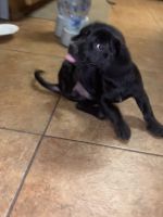 Dachshund/ chihuahua puppy