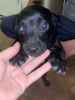 Dachshund/ chihuahua puppy