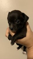 Teacup mini chiweenie