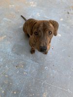 Winnie dog for sale.