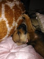 Chiweenie puppy 8 weeks