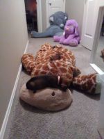 Chiweenie puppy 8 weeks