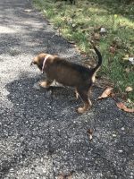 Chiweenie puppy 8 weeks