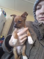 Chiweenie Puppies for sale in Pensacola, FL, USA. price: $200