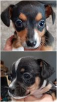 Chiweenie Puppies for sale in Reno, NV, USA. price: $250