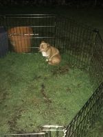 Chiweenie Puppies for sale in Marysville, WA, USA. price: $250