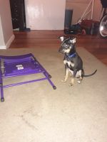 Chiweenie Puppies for sale in Killeen, TX 76541, USA. price: $60