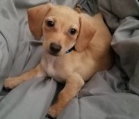 Chiweenie puppy