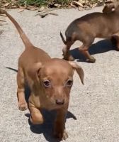 Chiweenie Puppies for Sale