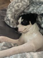 Chihuahua/weiner dog for sale