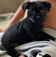 Chorkie Puppies for sale in Jacksonville, FL, USA. price: $600