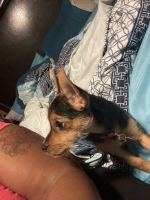 Chorkie Puppies for sale in Wilmington, DE 19802, USA. price: $500