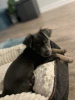 Chorkie Puppies for sale in Jacksonville, FL, USA. price: $700