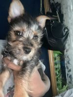 Chorkie Puppies for sale in Boston, MA, USA. price: $1,700