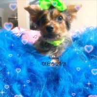 Chorkie Puppies for sale in Jacksonville, FL, USA. price: $1,000